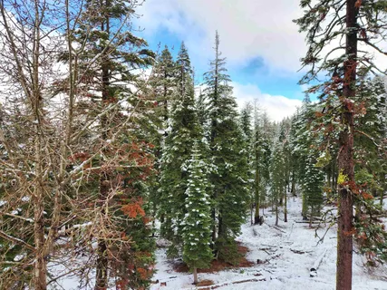 a view of a forest filled with trees