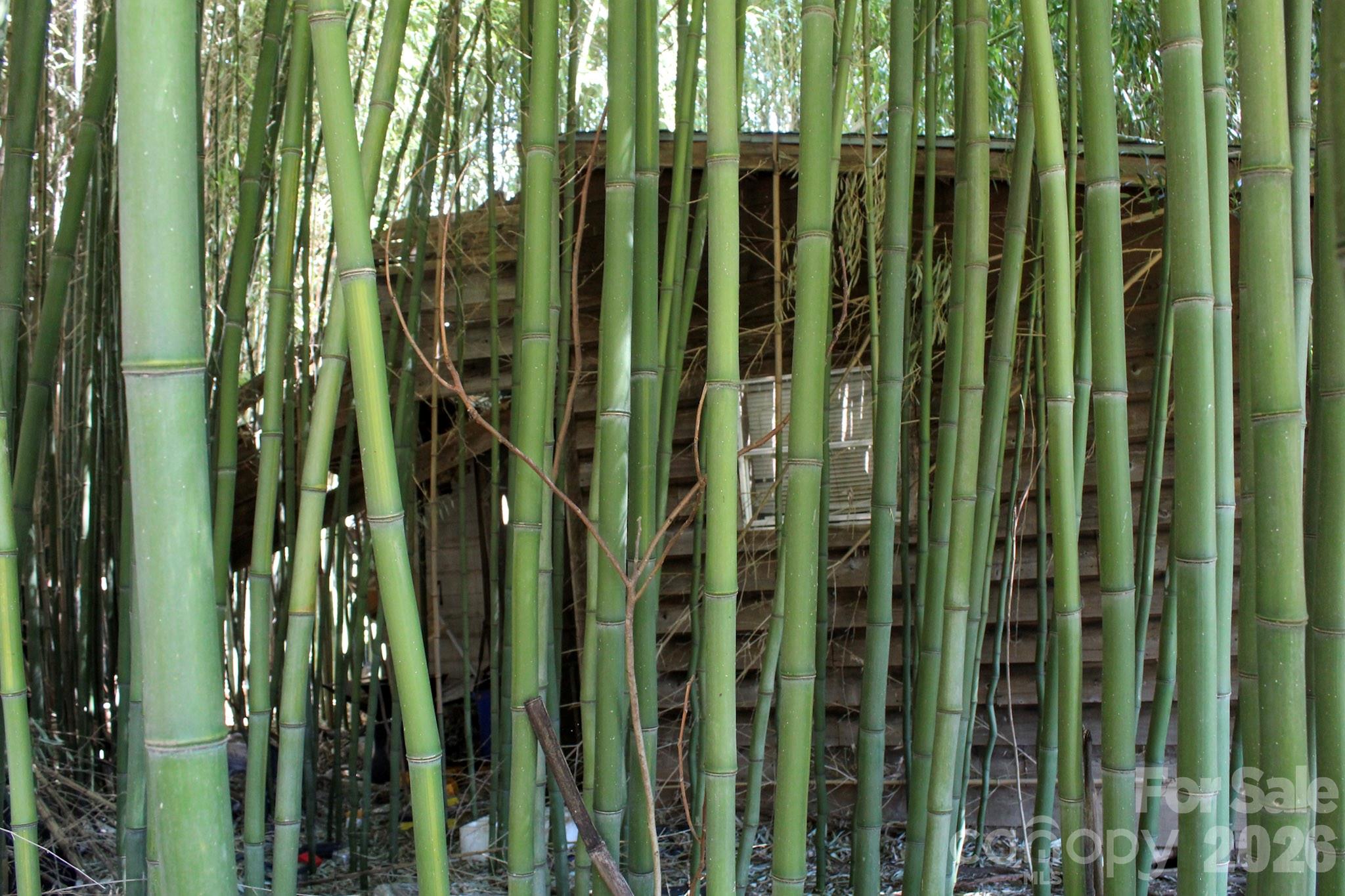 1293 Lake Logan Road Canton, NC 28716 - Photo 16 of 48 a close view of a backyard of a garden
