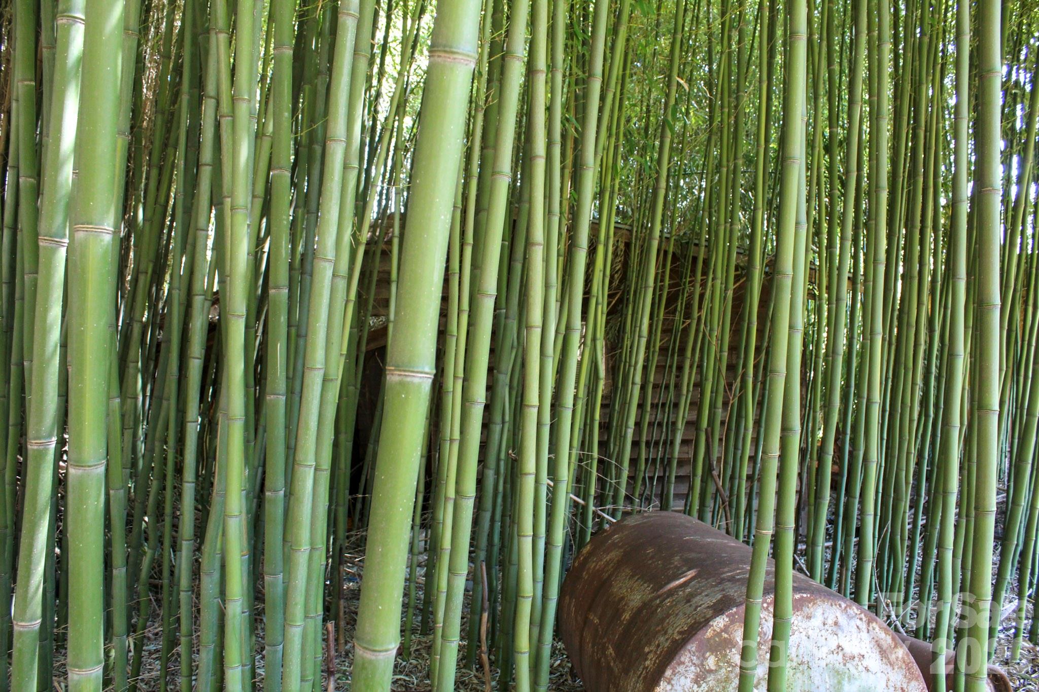 1293 Lake Logan Road Canton, NC 28716 - Photo 18 of 48