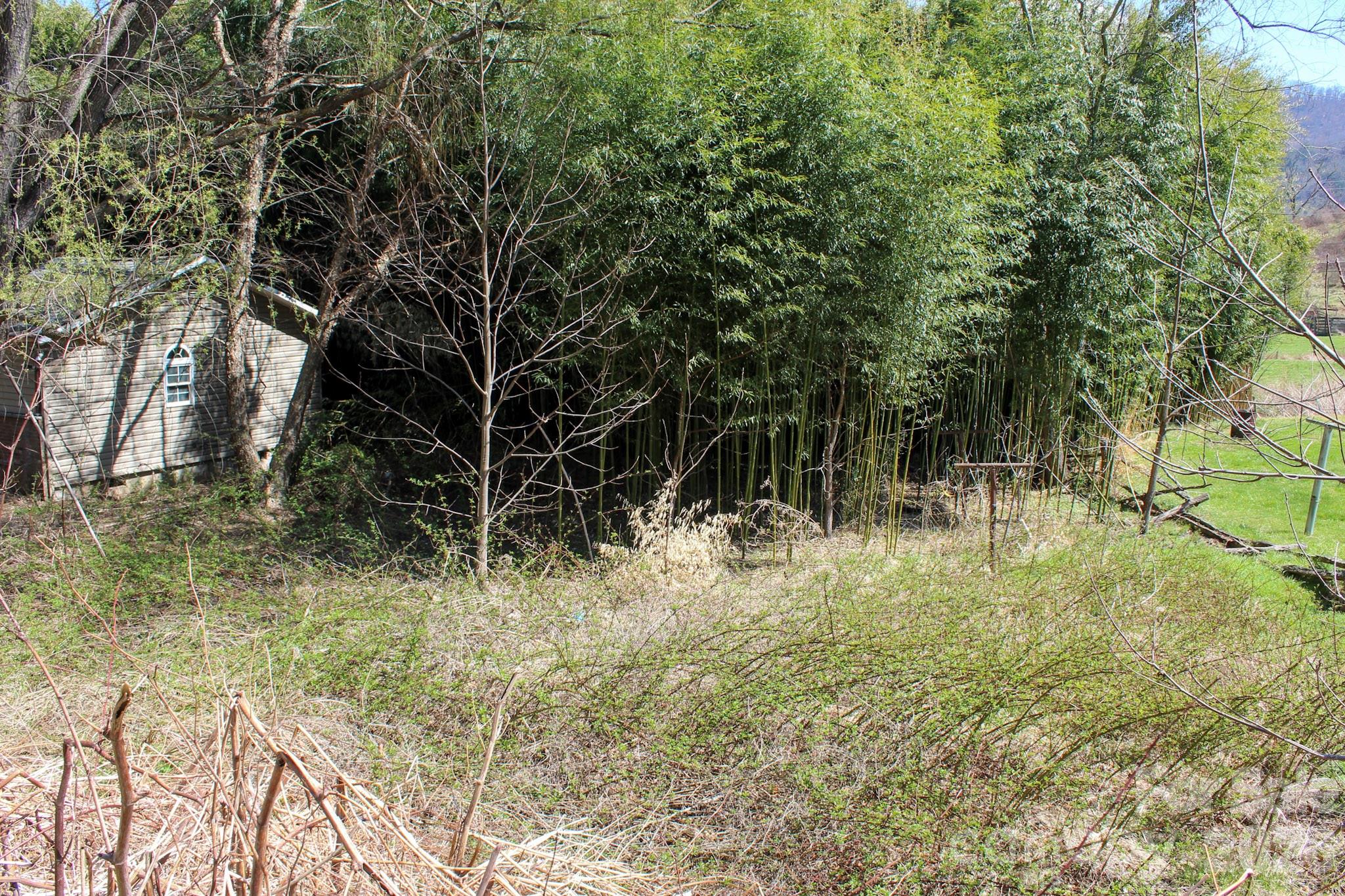 1293 Lake Logan Road Canton, NC 28716 - Photo 48 of 48 a view of outdoor space and trees
