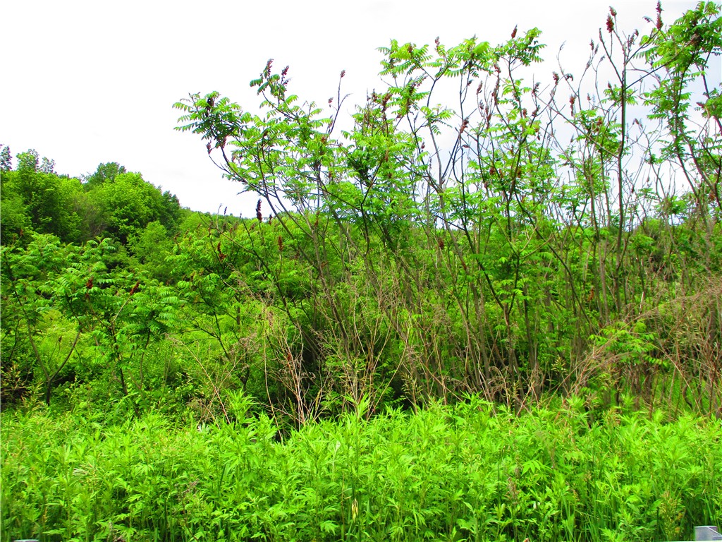 0 State Highway Afton, NY 13730 - Photo 9 of 11