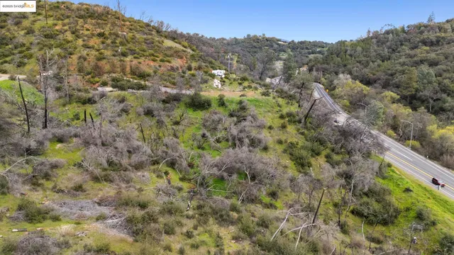 a view of a forest with a lush green forest
