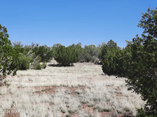 a view of a dry yard