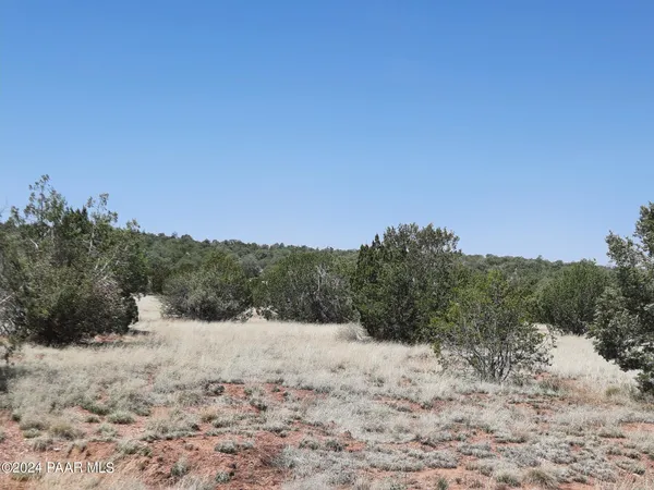 a view of a dry yard with a tree