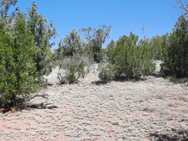 a view of a dry yard with trees in the background