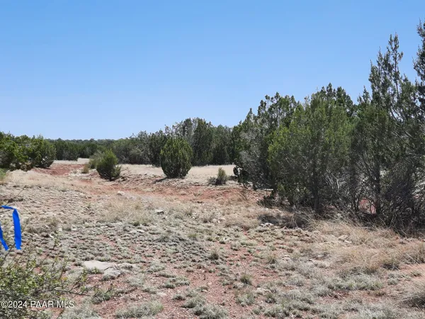 a view of a dry yard with trees
