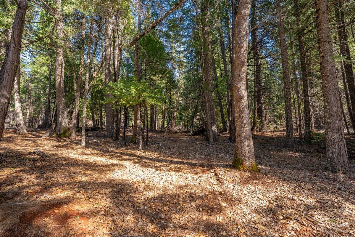 8495 Sky Tree Lane Shingletown, CA 96088 - Photo 50 of 55 a backyard of a house with lots of trees