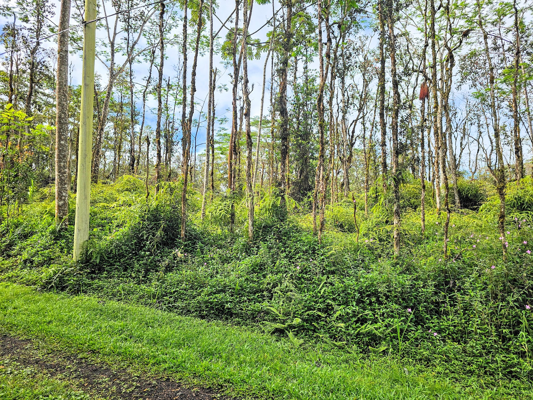 206 Pikake Road Pahoa, HI 96778 - Photo 2 of 11 Gallery Image 2