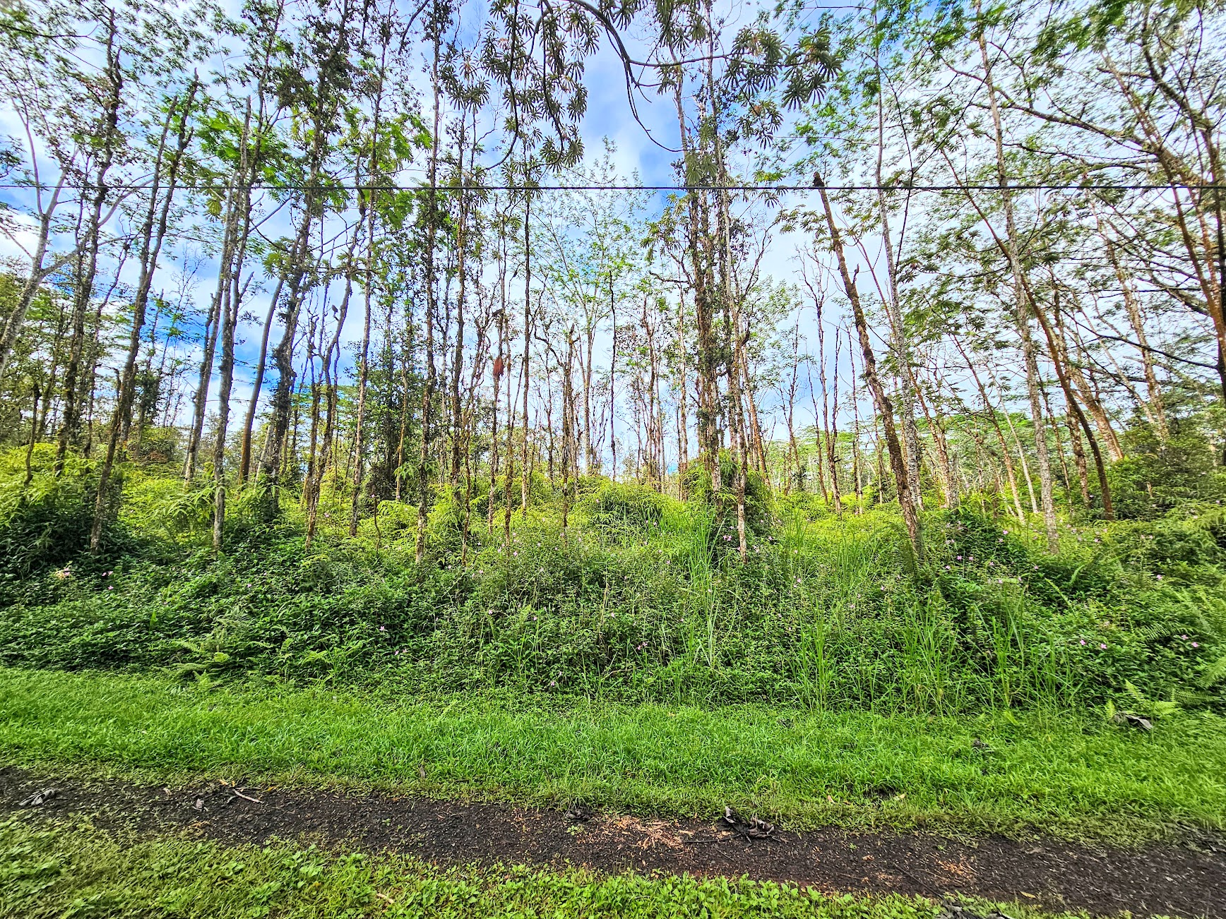 206 Pikake Road Pahoa, HI 96778 - Photo 7 of 11 Gallery Image 7
