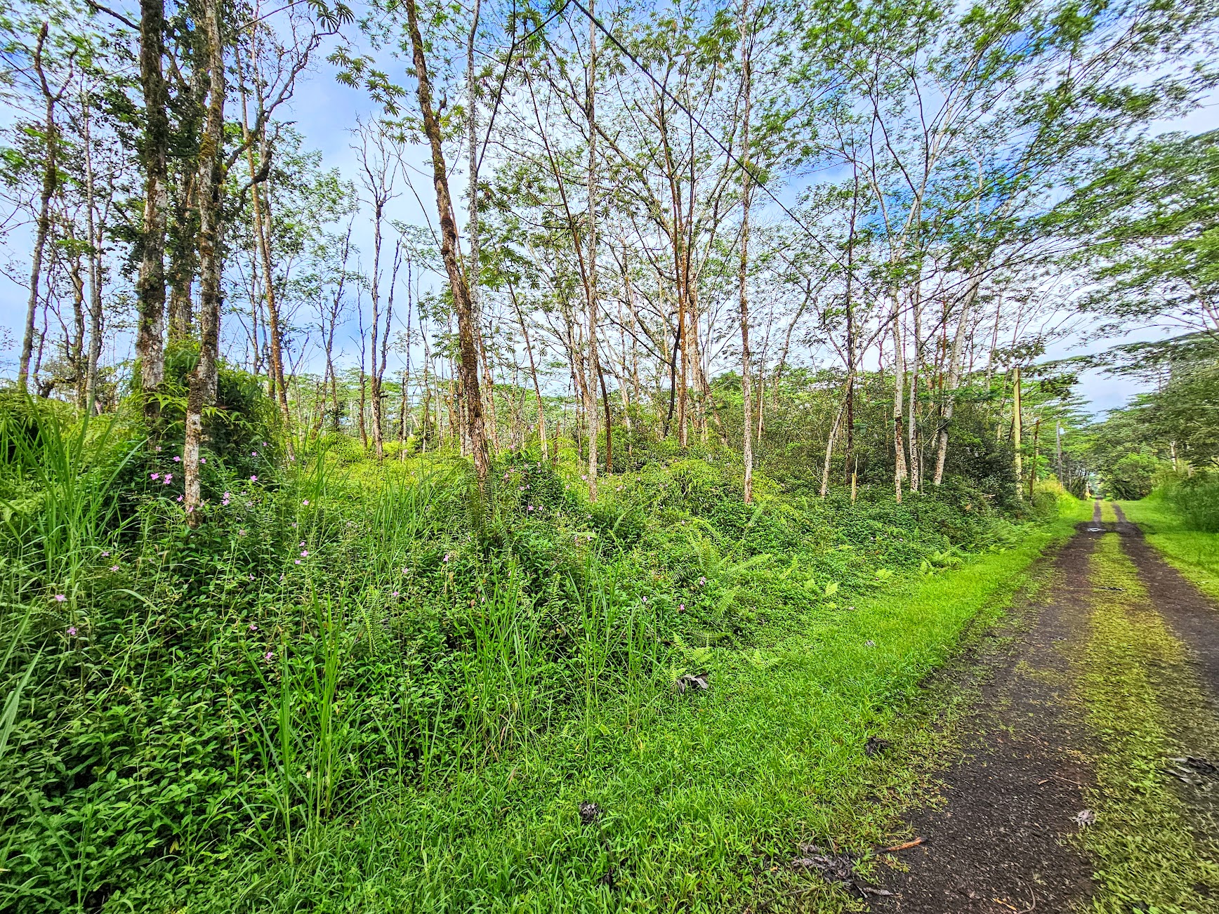 206 Pikake Road Pahoa, HI 96778 - Photo 9 of 11 Gallery Image 9