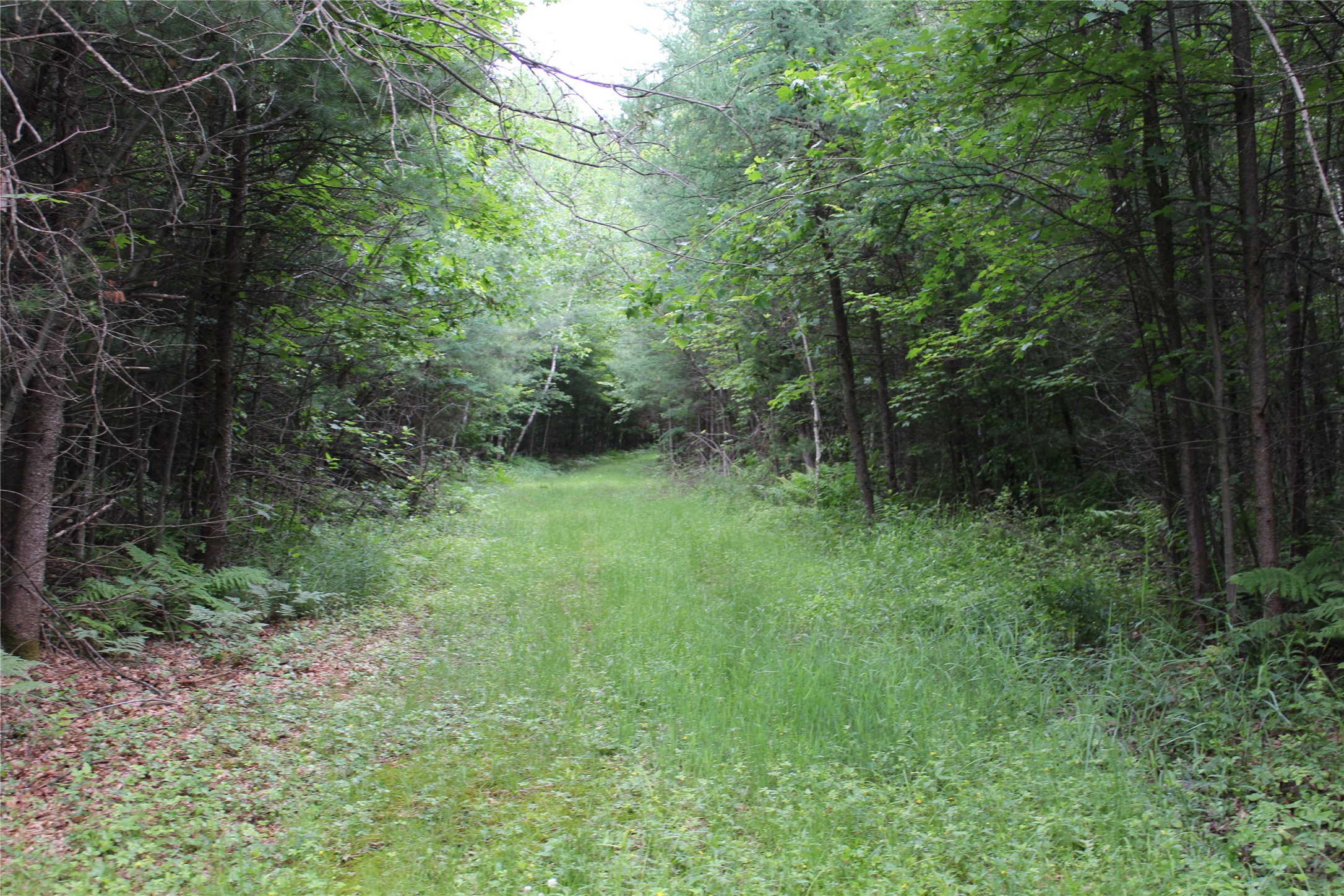 0 Rouse Road Neillsville, WI 54456 - Photo 7 of 27
