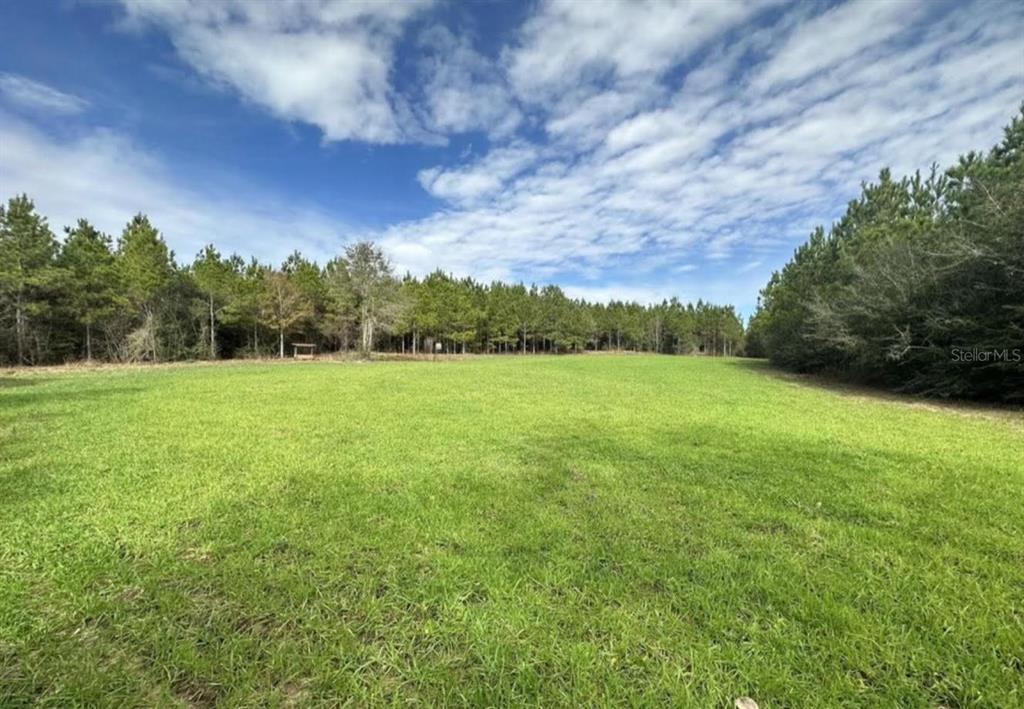 a view of a grassy field with trees in the background