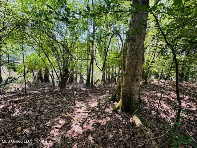 Tbd Tbd Balltown Road Angie, LA 70426 - Photo 21 of 40 IMG_5506
