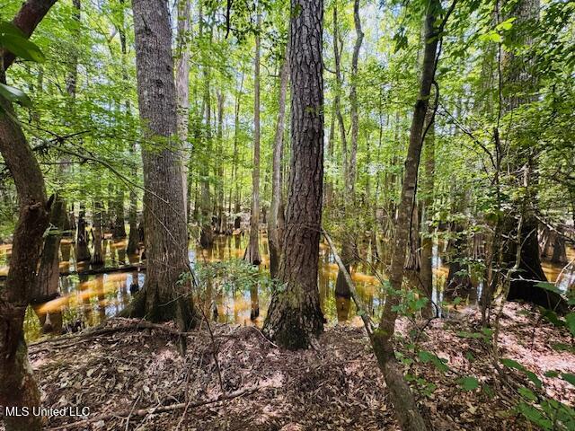 Tbd Tbd Balltown Road Angie, LA 70426 - Photo 26 of 40 IMG_5518
