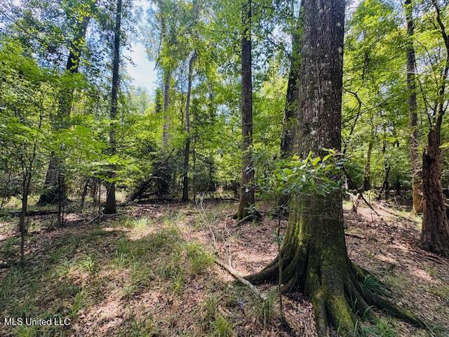 Tbd Tbd Balltown Road Angie, LA 70426 - Photo 29 of 40 IMG_5523