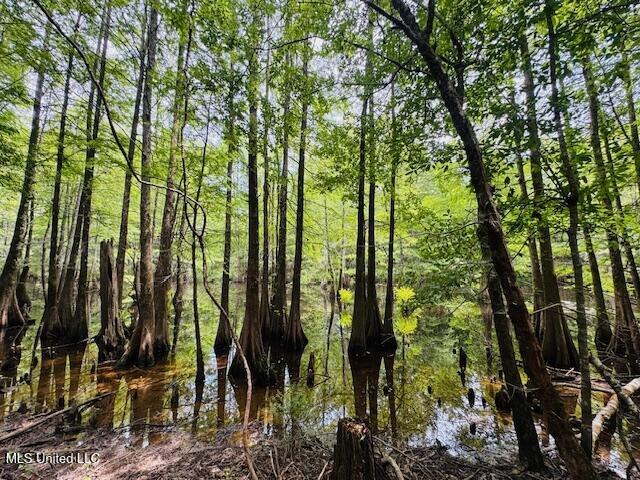 Tbd Tbd Balltown Road Angie, LA 70426 - Photo 36 of 40 IMG_5555