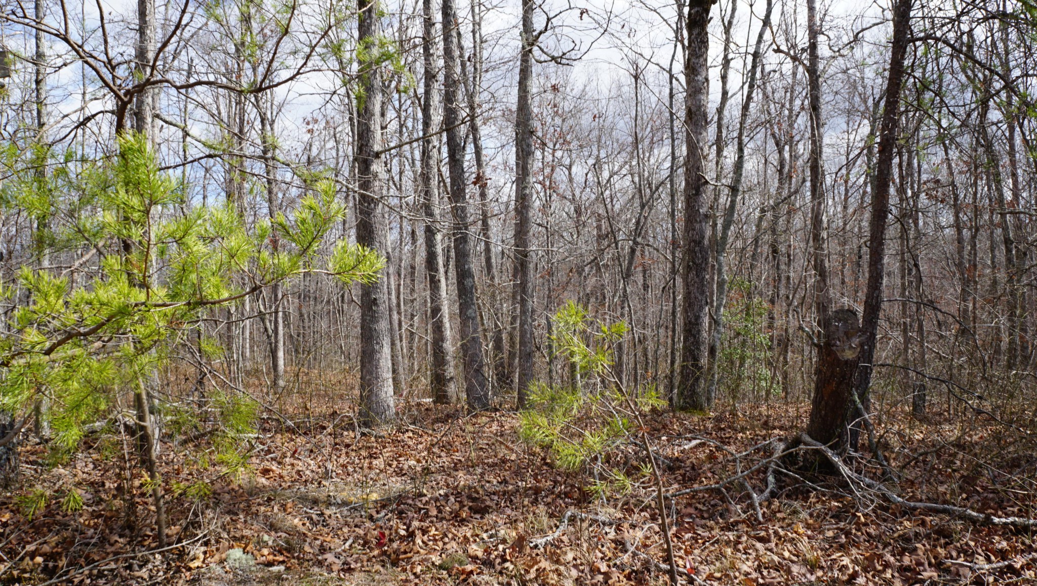 16 Anne Road Monterey, TN 38574 - Photo 3 of 6 Gallery Image 3