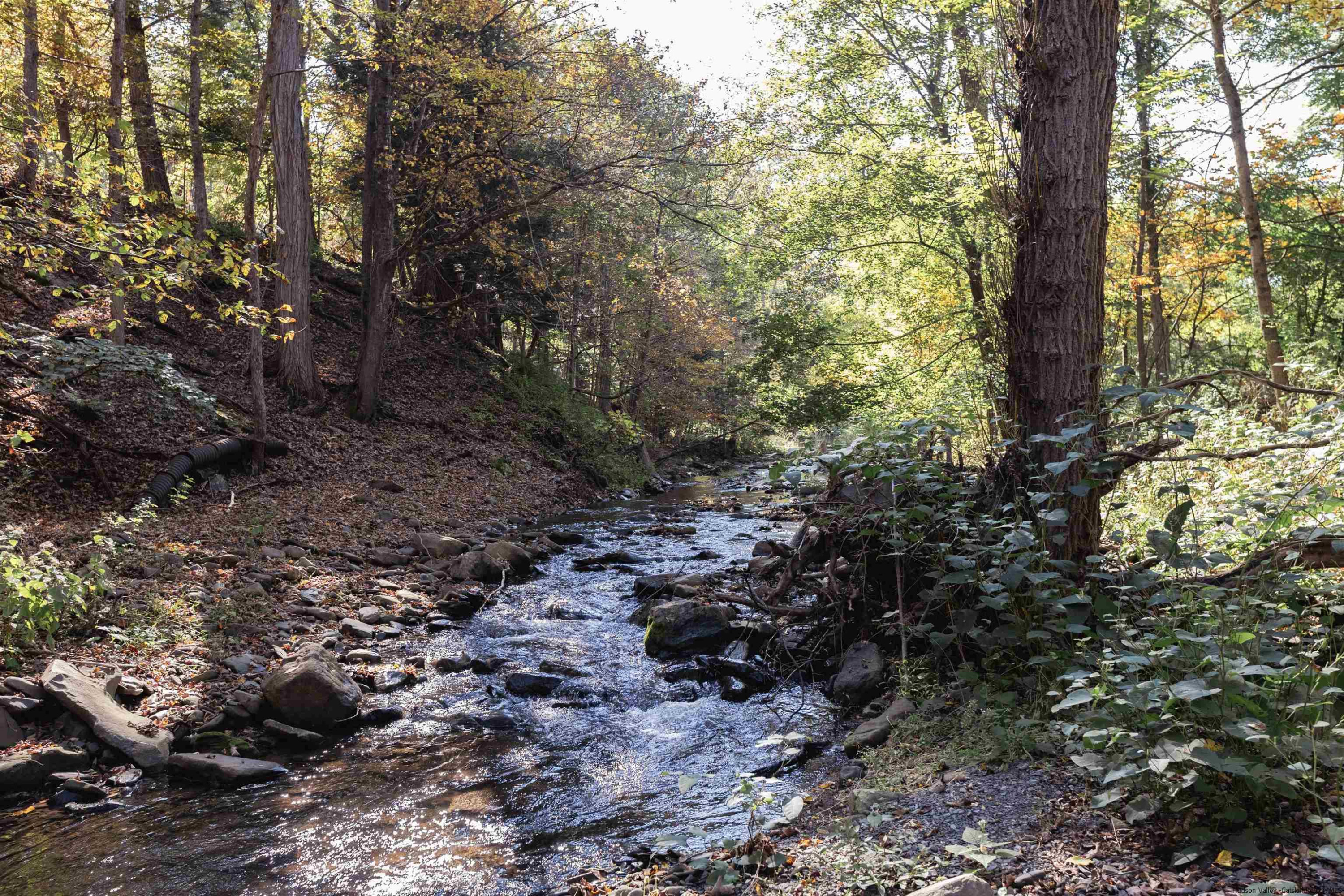 2814 County Road Cornwallville, NY 12418 - Photo 2 of 34 a big yard with lots of trees