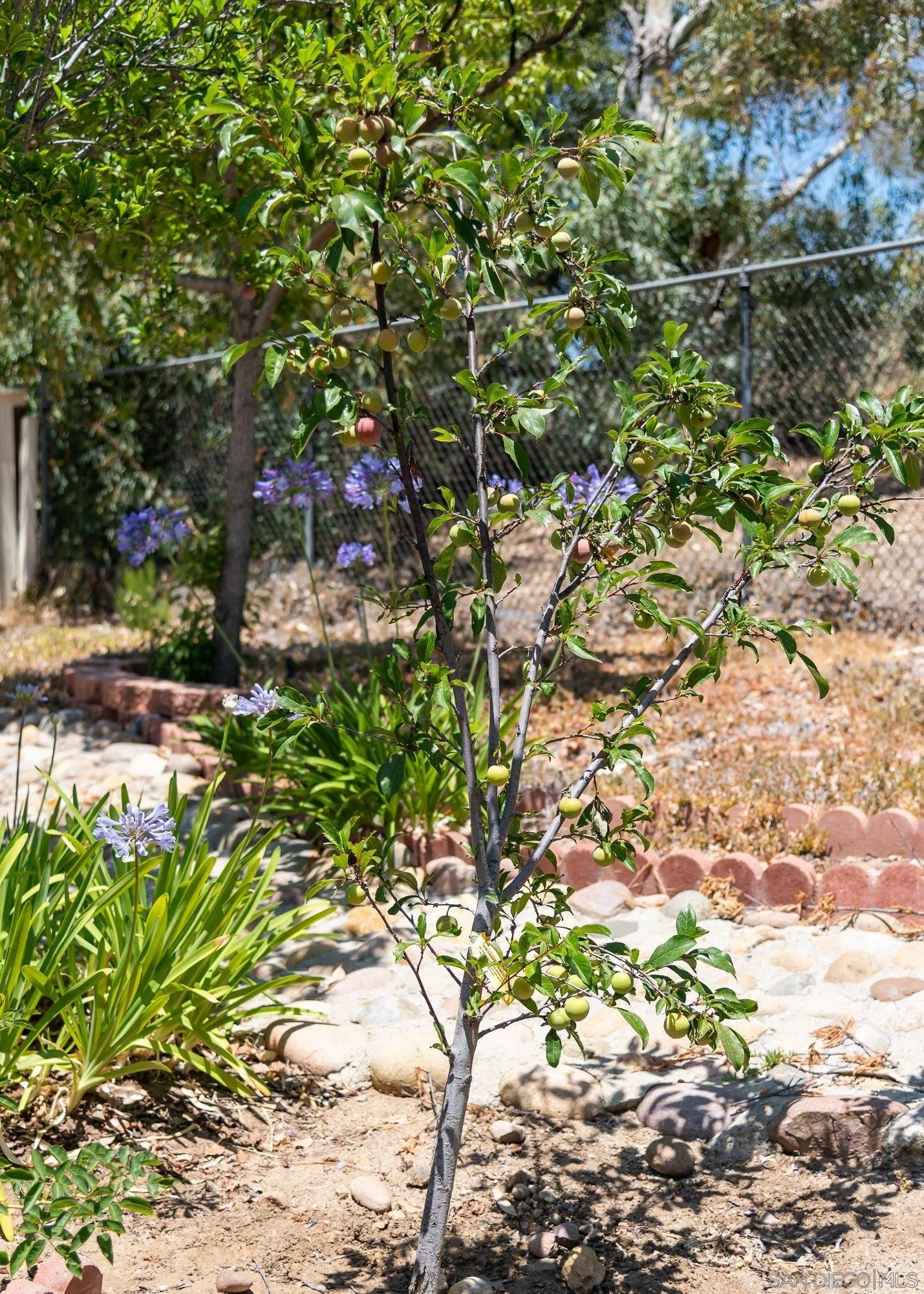13926 Carriage Road Poway, CA 92064 - Photo 31 of 54 a backyard of a house with lots of green space