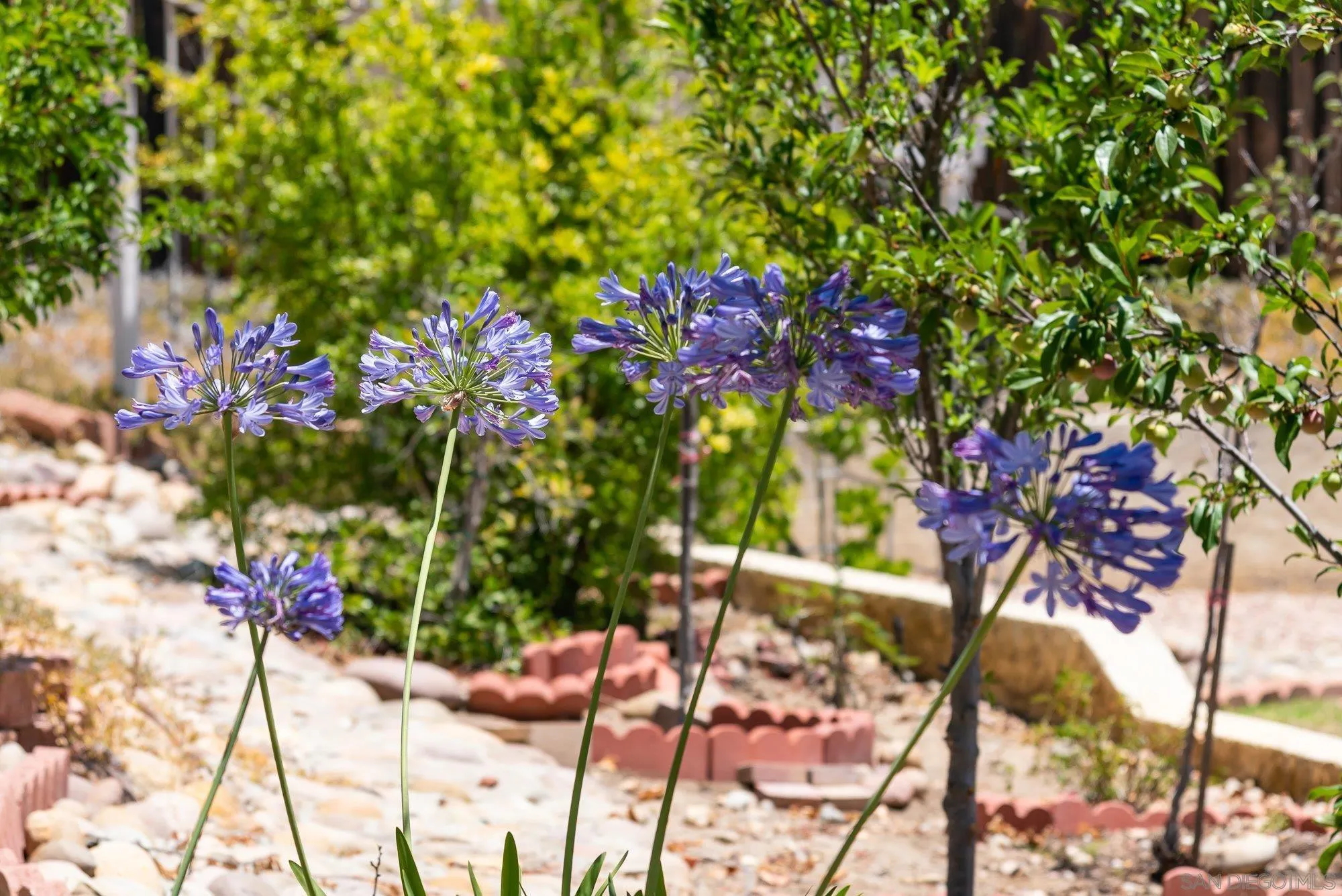 13926 Carriage Road Poway, CA 92064 - Photo 33 of 54 a picture of flowers