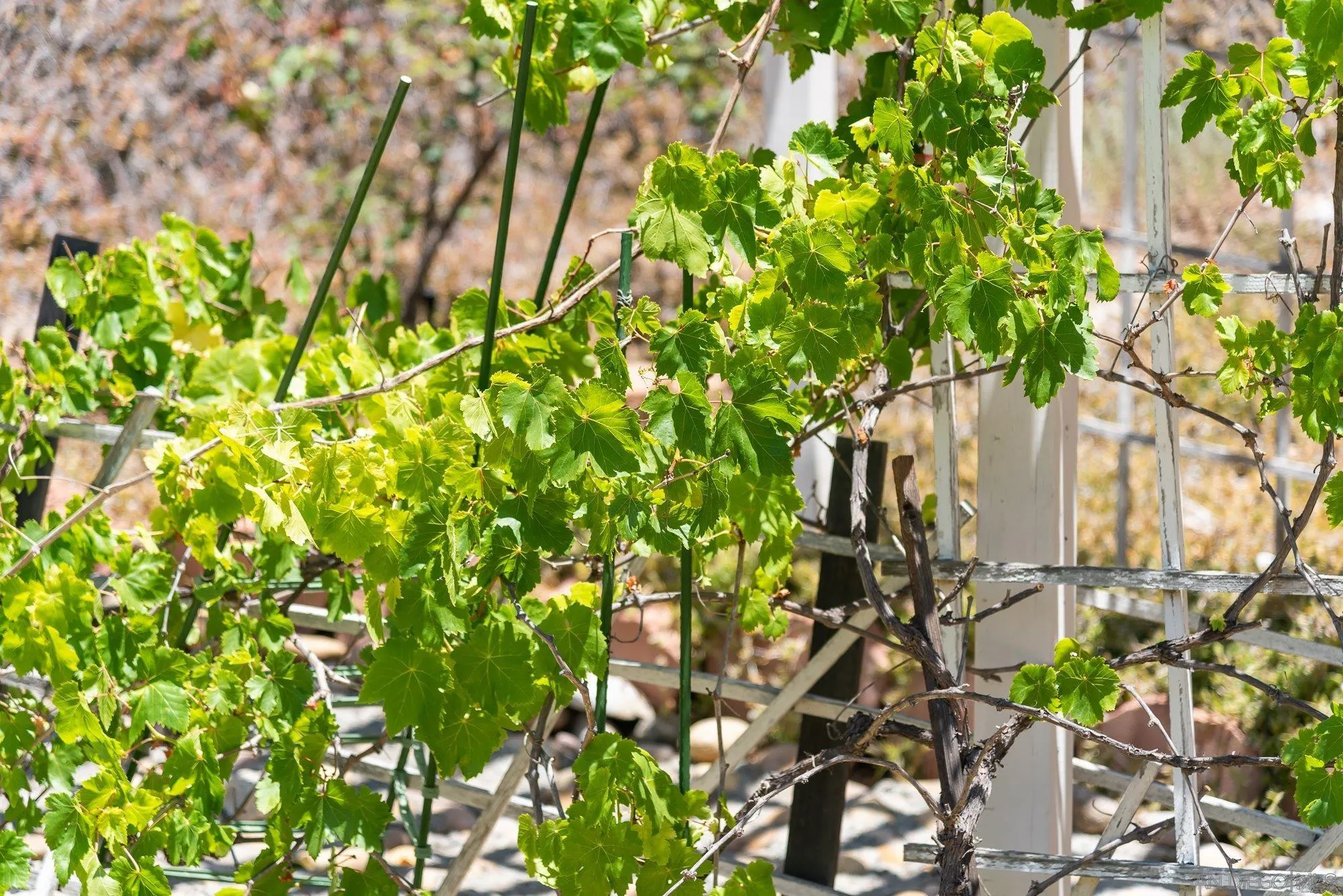 13926 Carriage Road Poway, CA 92064 - Photo 39 of 54 a backyard of a house with lots of green space