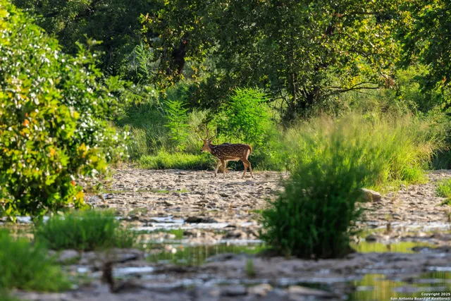 a view of a garden with large trees