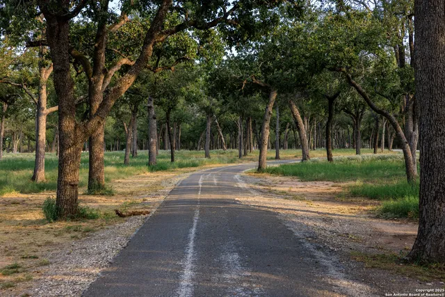 a view of a yard with palm trees