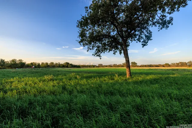 a view of a lush green space