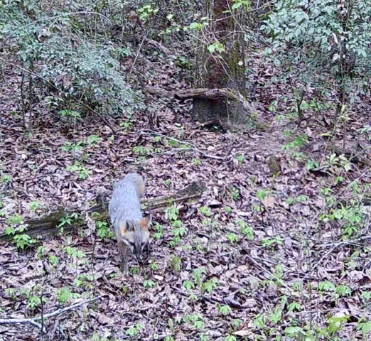 $150,000 | 6336 North Road, North, SC 29112