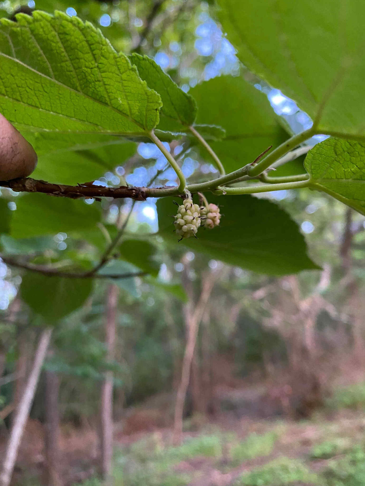 6336 North Road North, SC 29112 - Photo 20 of 27 Edibles