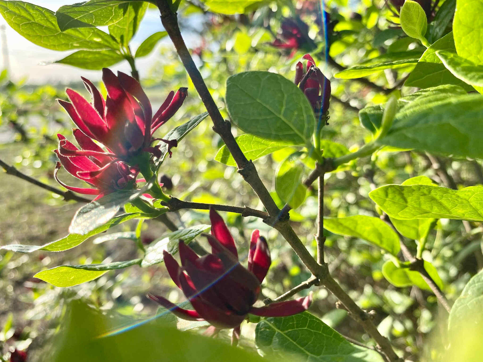 6336 North Road North, SC 29112 - Photo 21 of 27 Plants