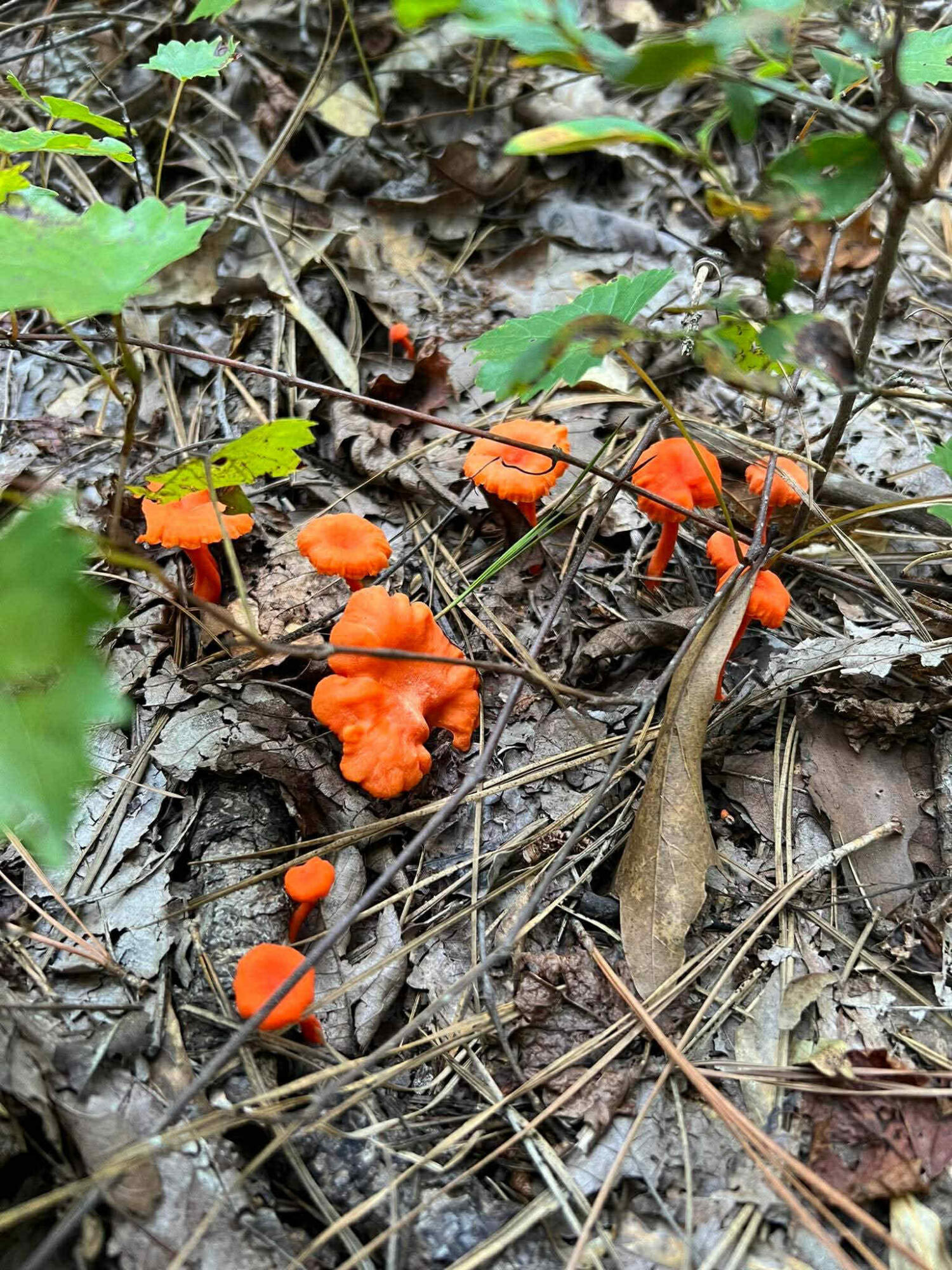 6336 North Road North, SC 29112 - Photo 22 of 27 Mushrooms