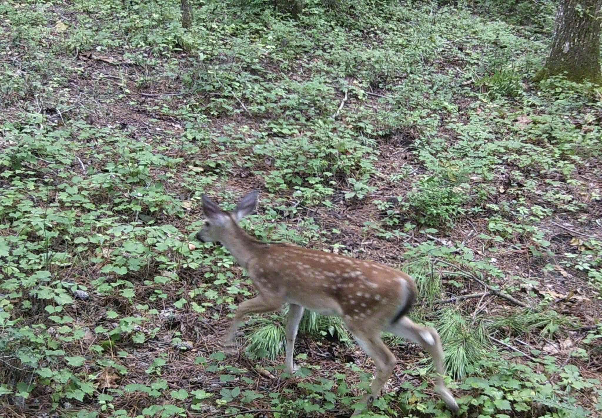 6336 North Road North, SC 29112 - Photo 23 of 27 Deer