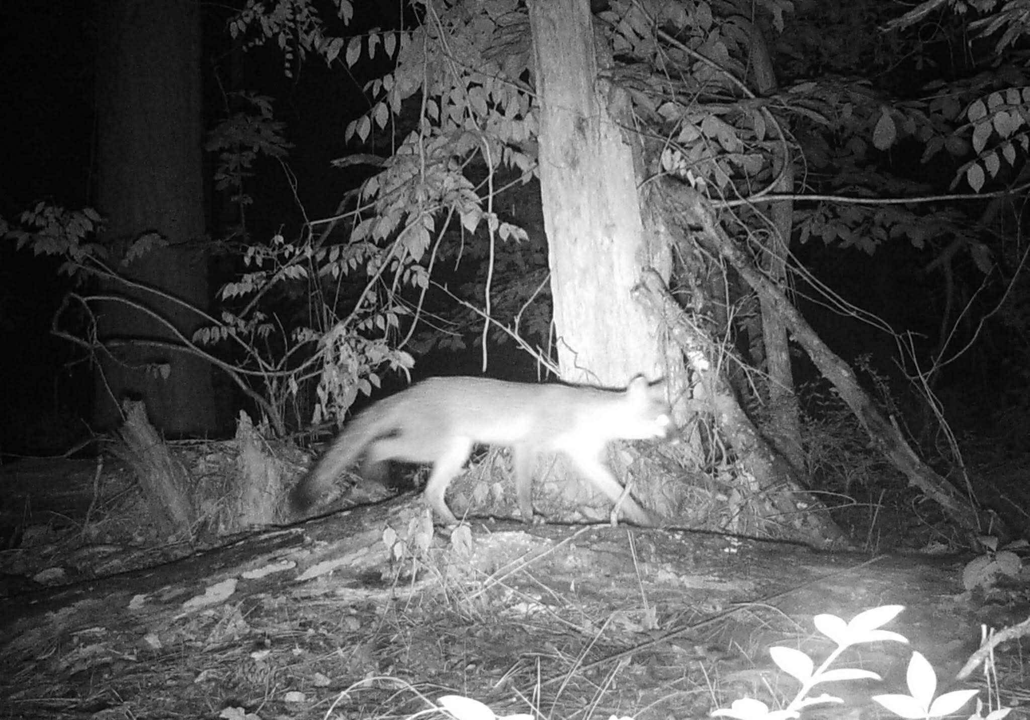 6336 North Road North, SC 29112 - Photo 24 of 27 Wildlife