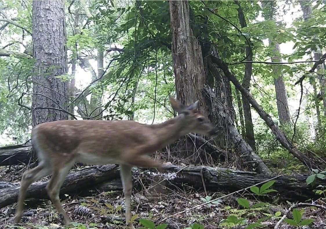 6336 North Road North, SC 29112 - Photo 25 of 27 Deer