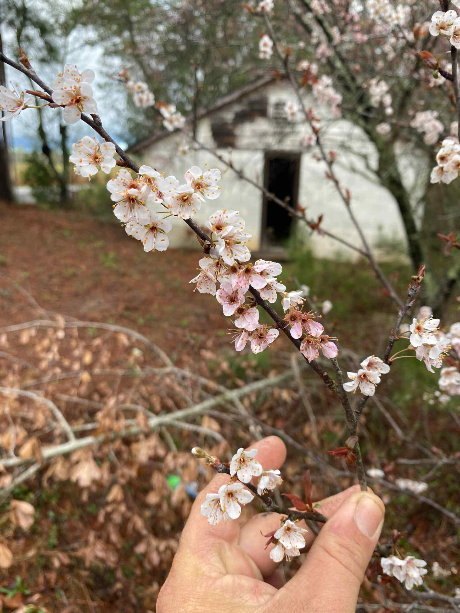 6336 North Road North, SC 29112 - Photo 26 of 27 Flowes