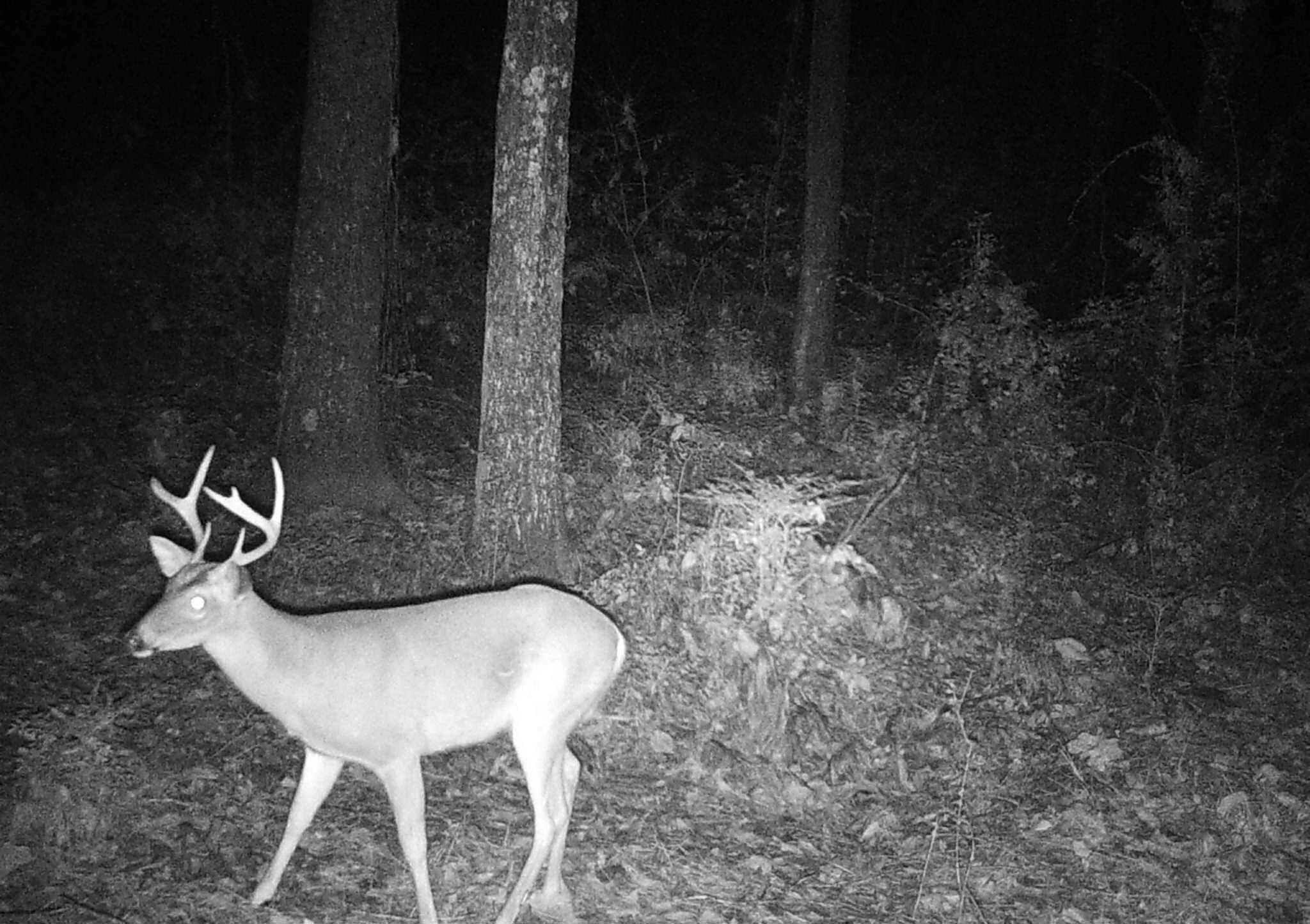6336 North Road North, SC 29112 - Photo 3 of 27 Wildlife