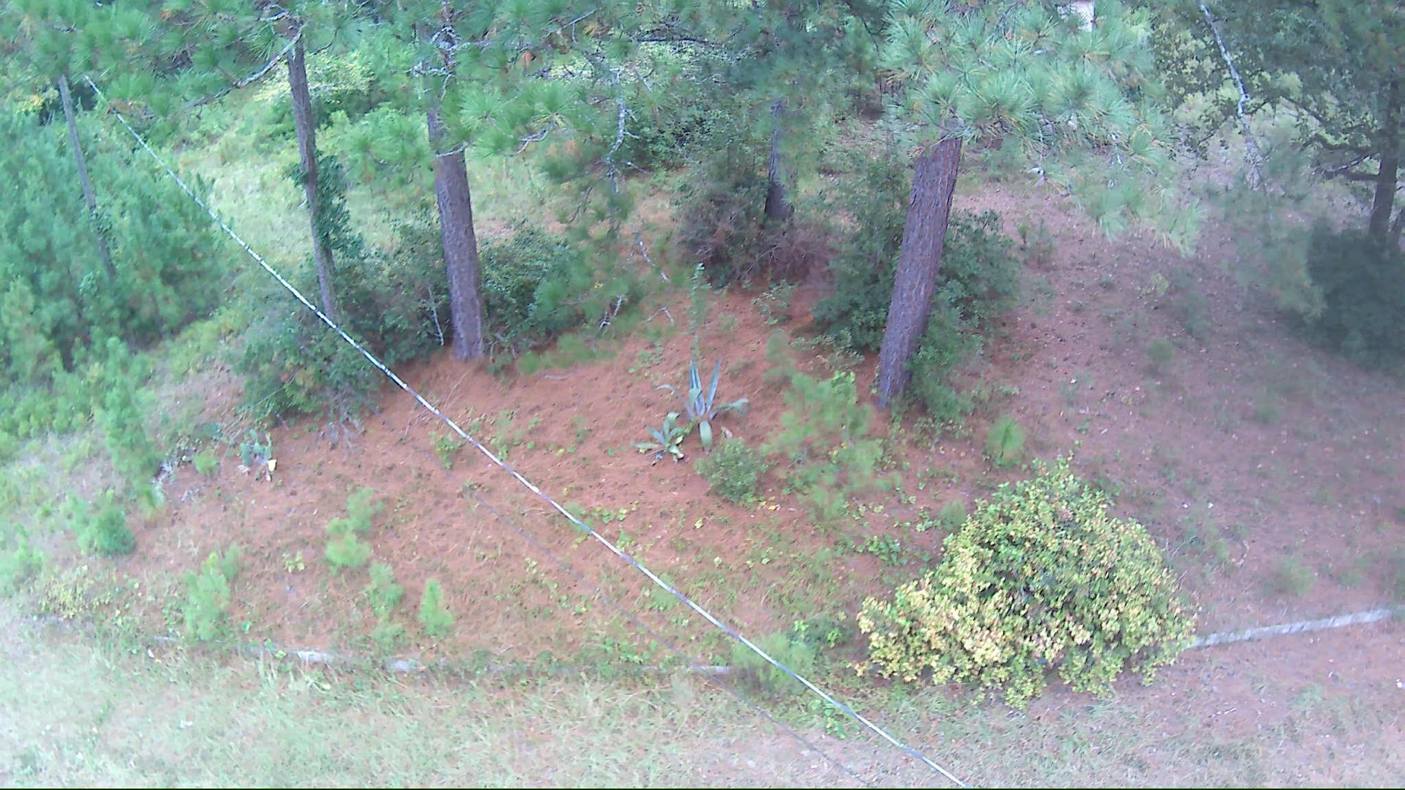 6336 North Road North, SC 29112 - Photo 6 of 27 Pine trees