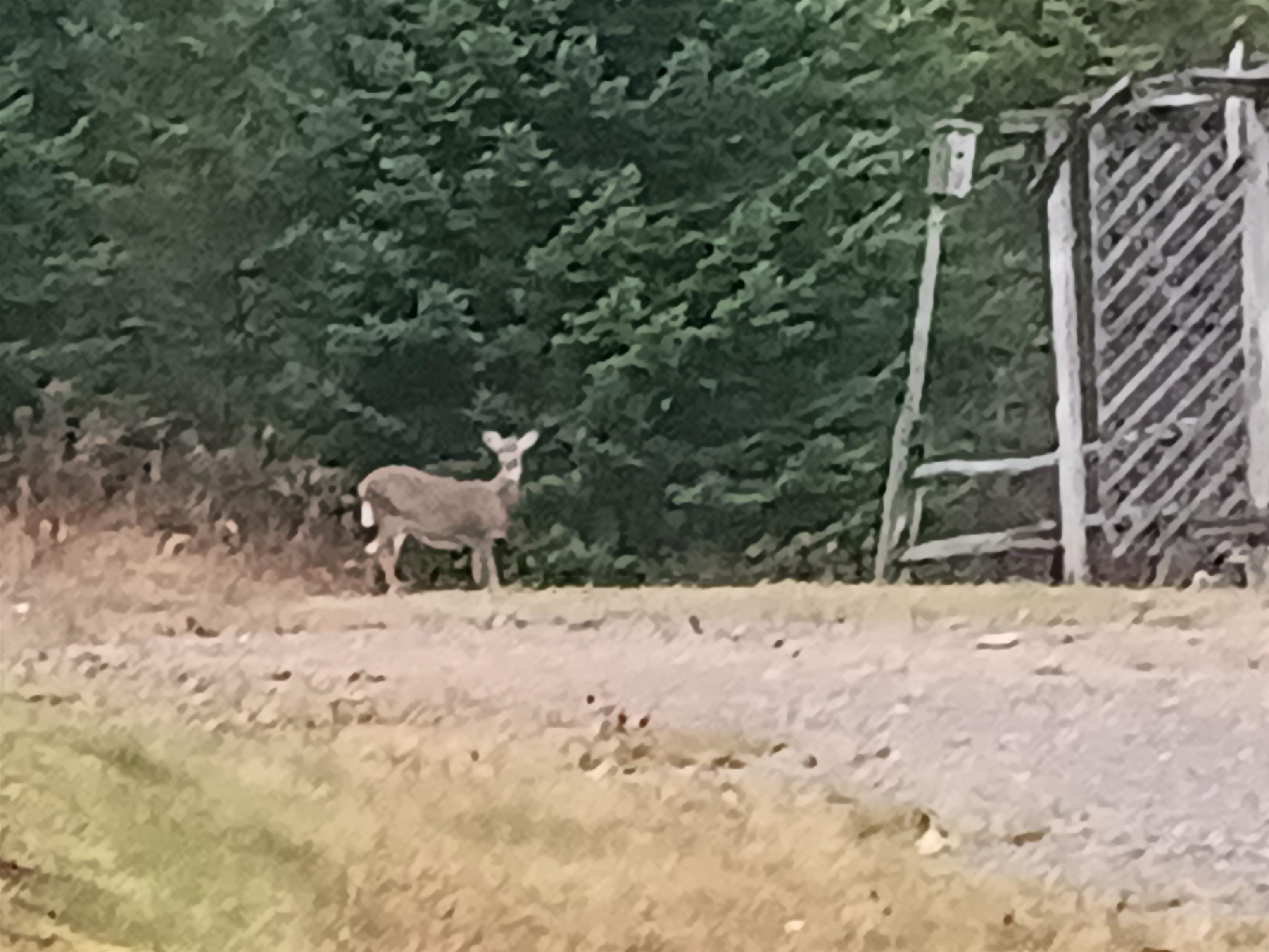 31 Beaver Brook Road Pittsburg, NH 03592 - Photo 34 of 55