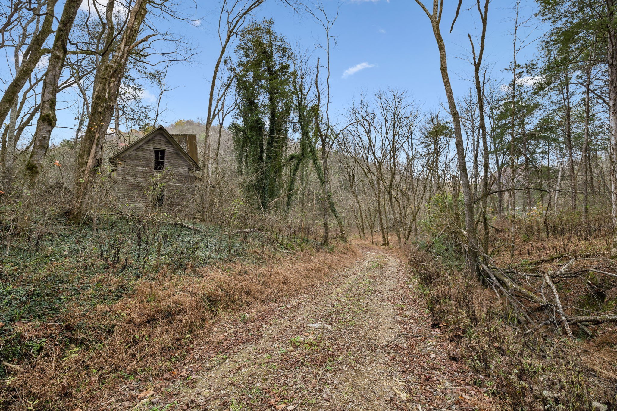 0 Long Branch Road Lancaster, TN 38569 - Photo 4 of 37 a view of a yard