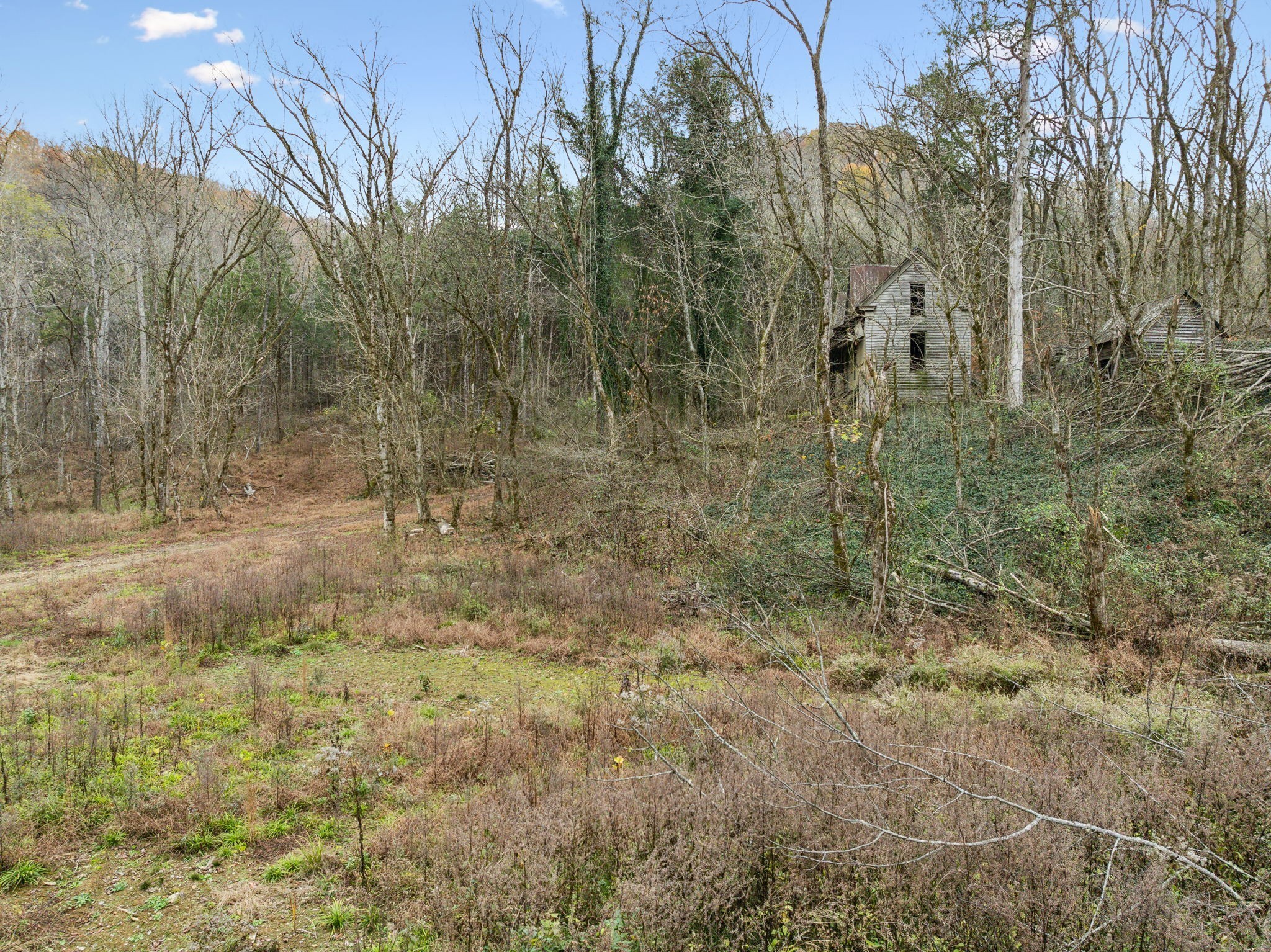 0 Long Branch Road Lancaster, TN 38569 - Photo 5 of 37 a view of a forest with trees in the background