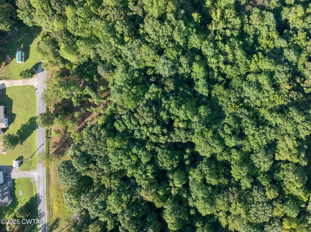 a view of a plant in a garden