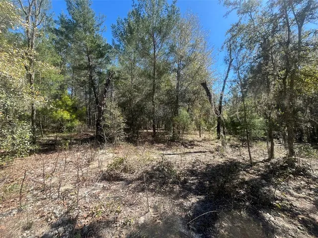 a view of a forest with trees