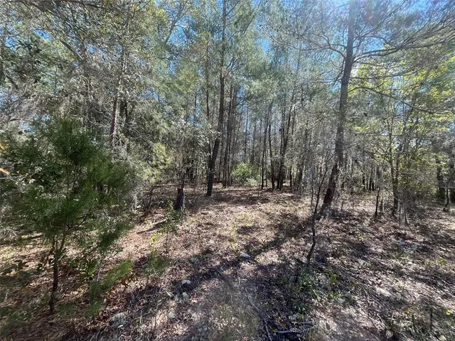 a view of a forest with trees in the background
