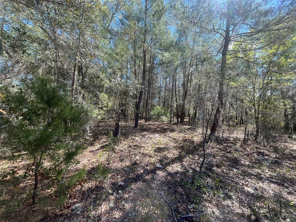 Kitty Interlachen, FL 32148 - Photo 3 of 11 a view of a forest with trees in the background