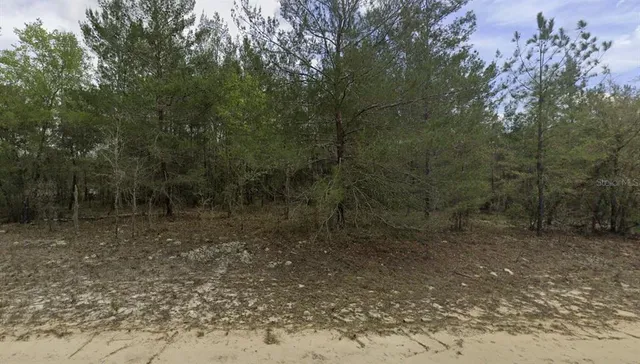a view of a forest with trees in the background