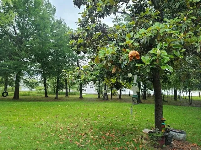 a view of green field