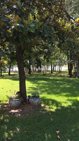 a view of a park with large trees