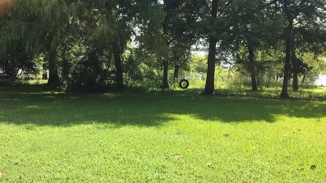 a view of a trees in a yard