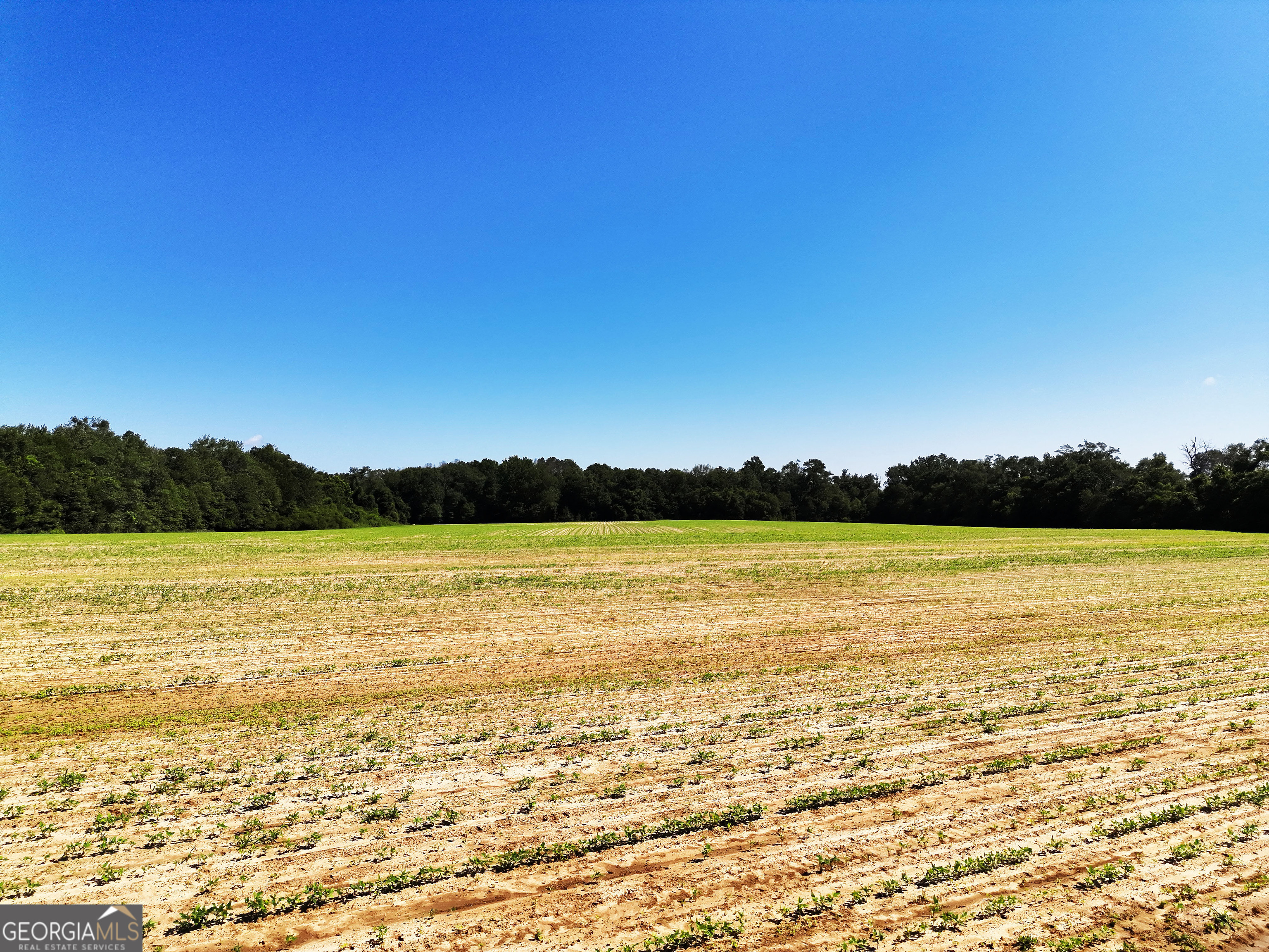 0 Tired Creek Road Whigham, GA 39897 - Photo 4 of 9